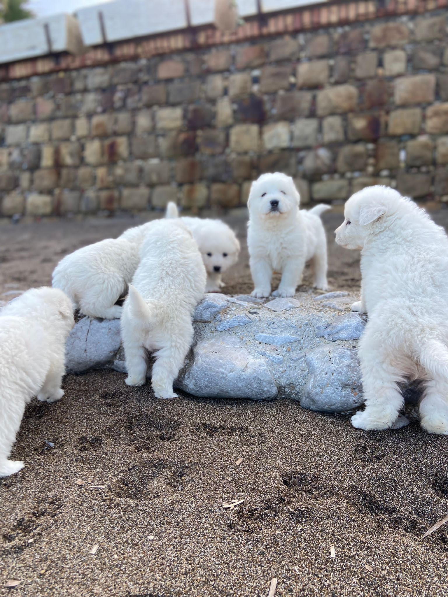 Affidamento cani randagi di proprieta' comunale