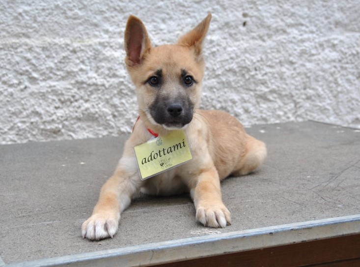 Benessere Animale - Avviso affidamento temporaneo cani randagi