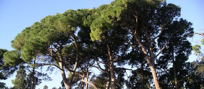 Avviso alla cittadinanza abbattimento alberi di Pino